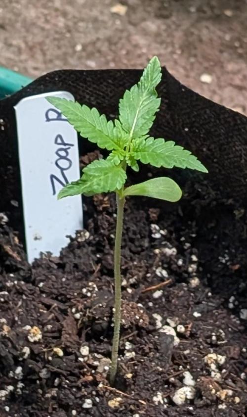 Zoap Rosé. Week 2