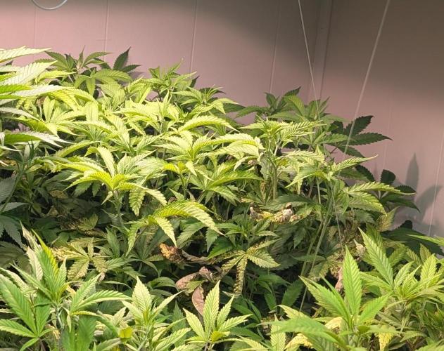 Strawberry Banana. Week 16