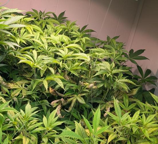 Strawberry Banana. Week 16