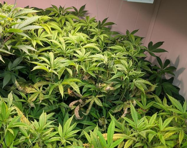 Strawberry Banana. Week 16