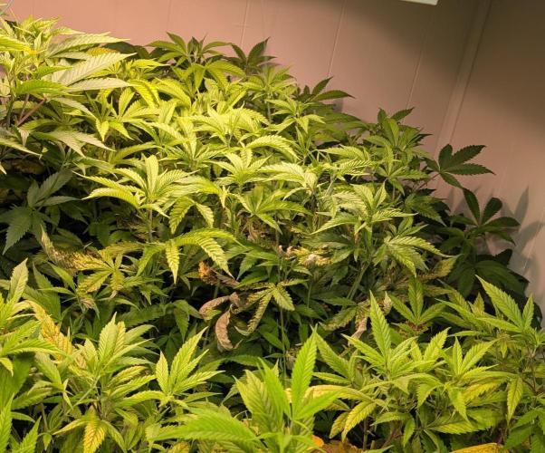 Strawberry Banana. Week 16