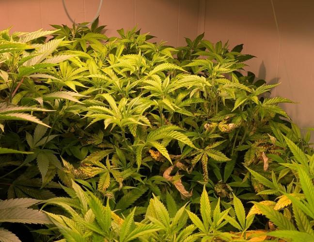 Strawberry Banana. Week 16