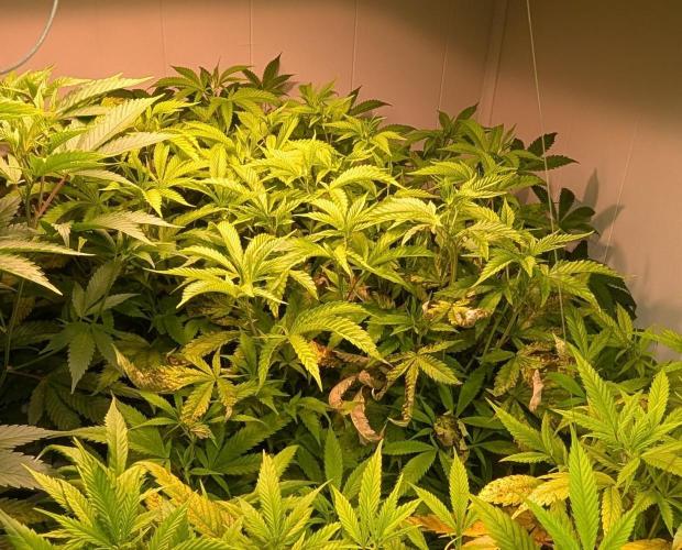 Strawberry Banana. Week 16