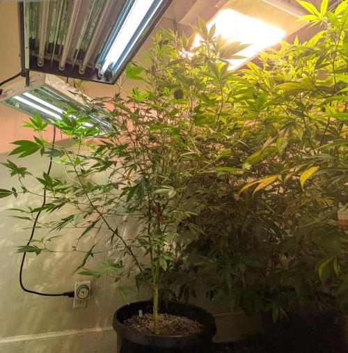 Hellfire OG. Week 16