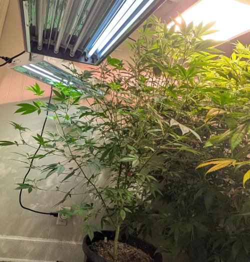 Hellfire OG. Week 16