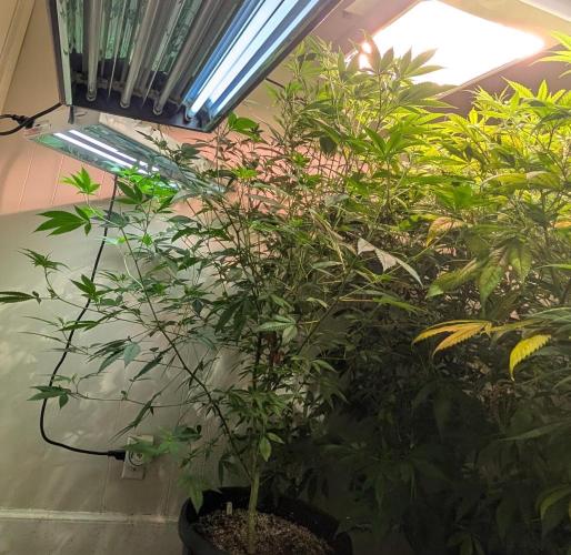 Hellfire OG. Week 16