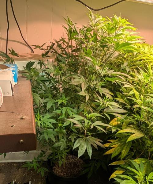 Hellfire OG. Week 16