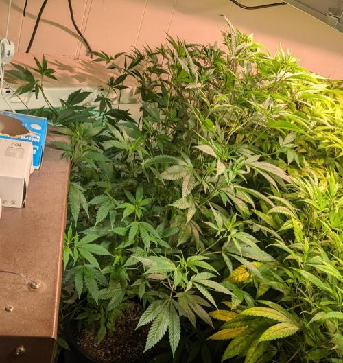 Hellfire OG. Week 16