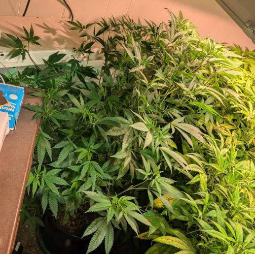 Hellfire OG. Week 16