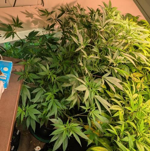 Hellfire OG. Week 16