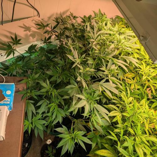 Hellfire OG. Week 16