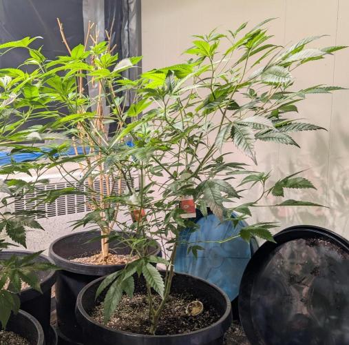 Killer Kush. Week 16