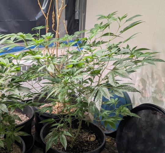 Killer Kush. Week 16