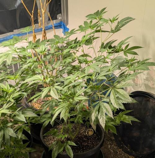 Killer Kush. Week 16