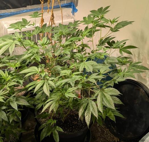 Killer Kush. Week 16