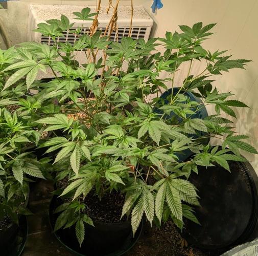 Killer Kush. Week 16