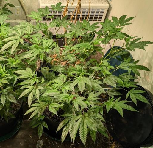 Killer Kush. Week 16