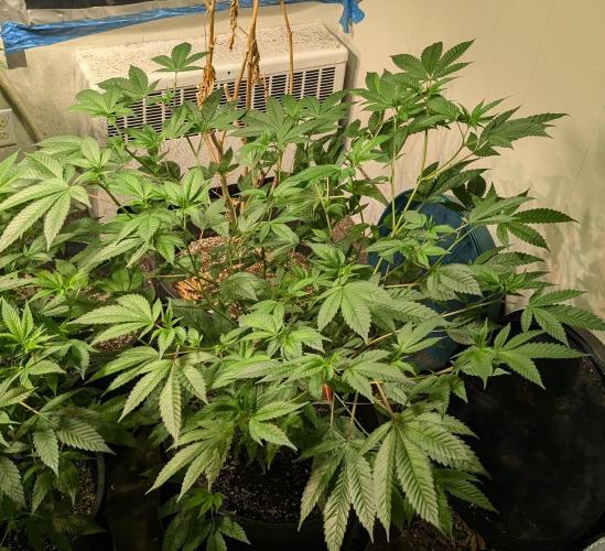 Killer Kush. Week 16