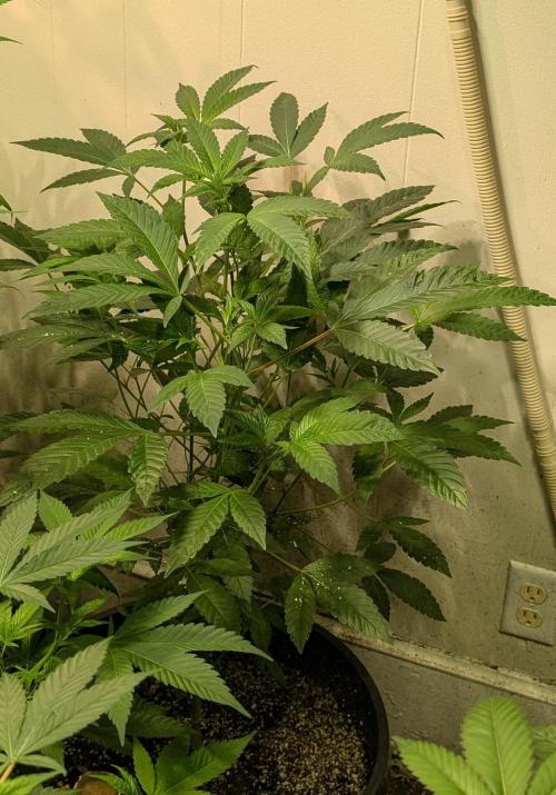 Pure Michigan. Week 16