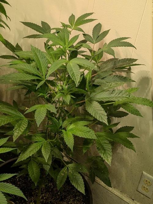 Pure Michigan. Week 16