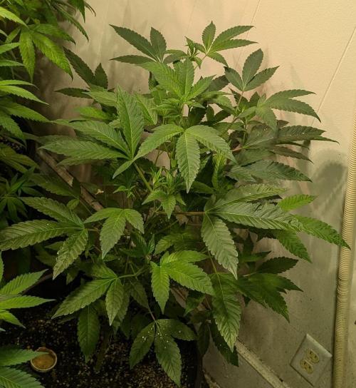 Pure Michigan. Week 16