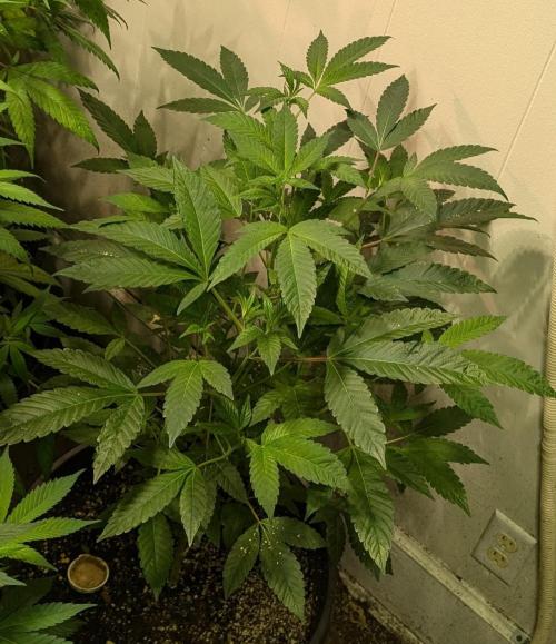 Pure Michigan. Week 16