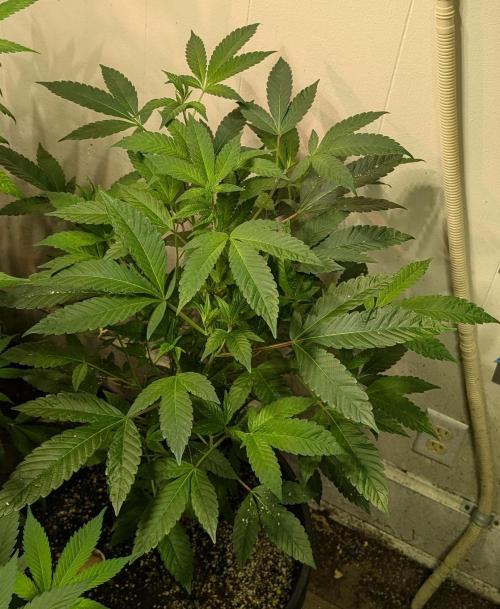 Pure Michigan. Week 16