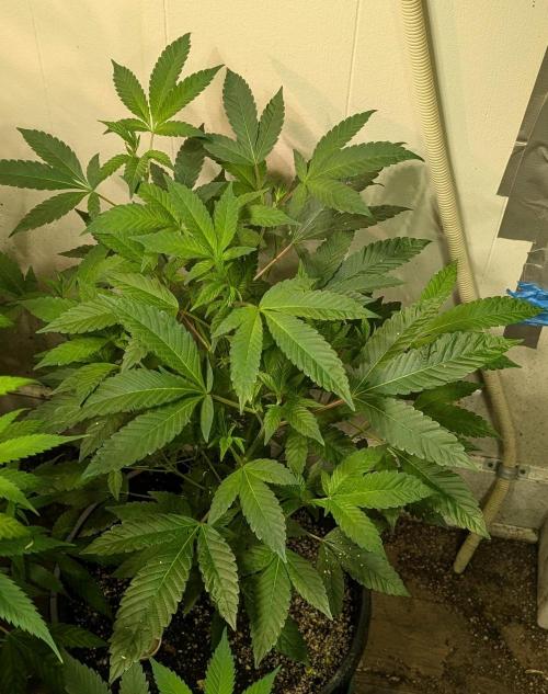 Pure Michigan. Week 16