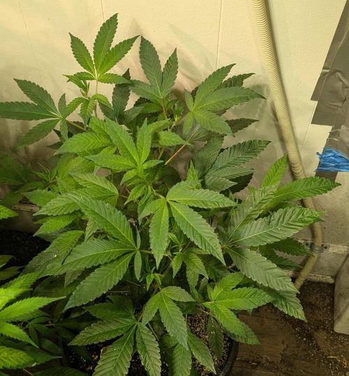 Pure Michigan. Week 16