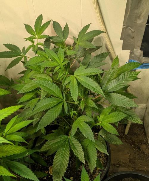 Pure Michigan. Week 16