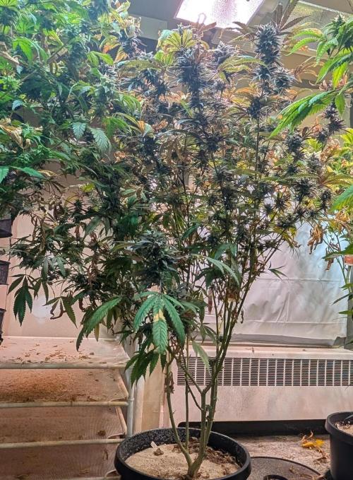 Gold Bar Kush. Week 22