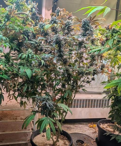 Gold Bar Kush. Week 22