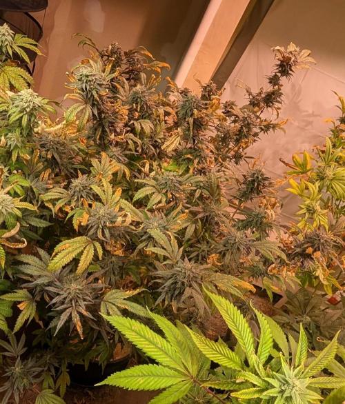Gold Bar Kush. Week 22