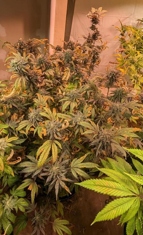 Gold Bar Kush. Week 22