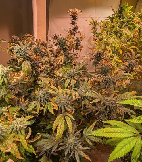 Gold Bar Kush. Week 22