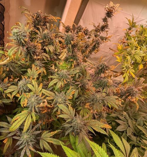 Gold Bar Kush. Week 22