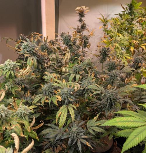 Gold Bar Kush. Week 22