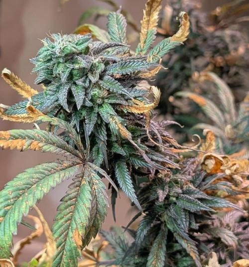 Gold Bar Kush. Week 22