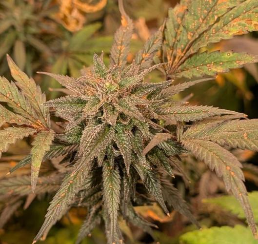 Gold Bar Kush. Week 22