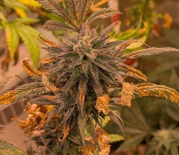 Gold Bar Kush. Week 22