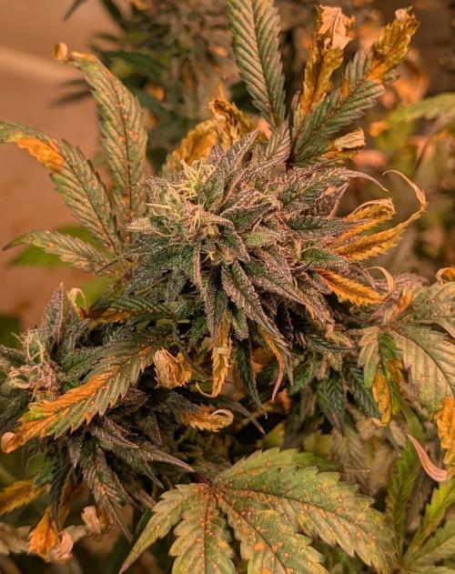 Gold Bar Kush. Week 22