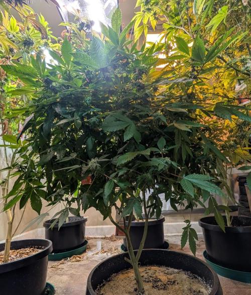 Apple Fritter. Week 22