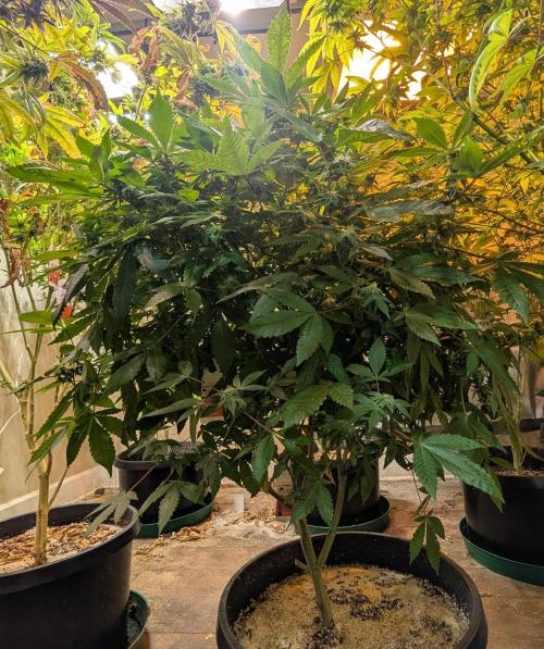 Apple Fritter. Week 22