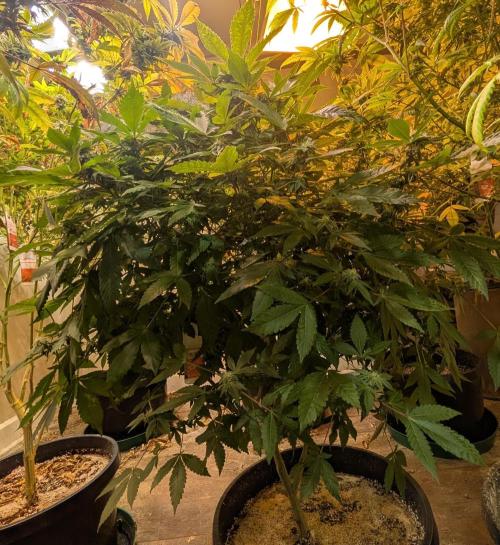 Apple Fritter. Week 22