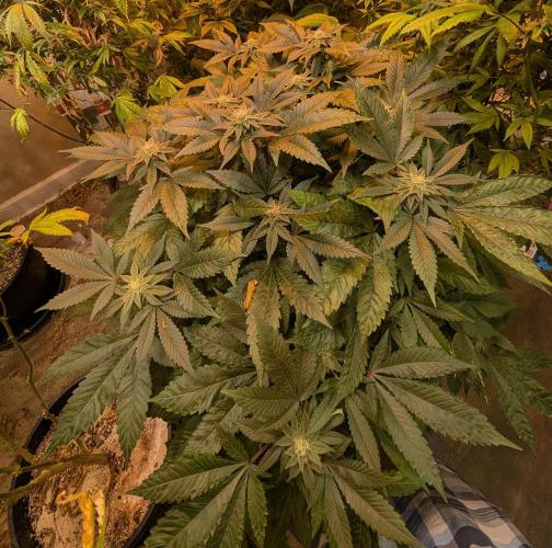 Apple Fritter. Week 22