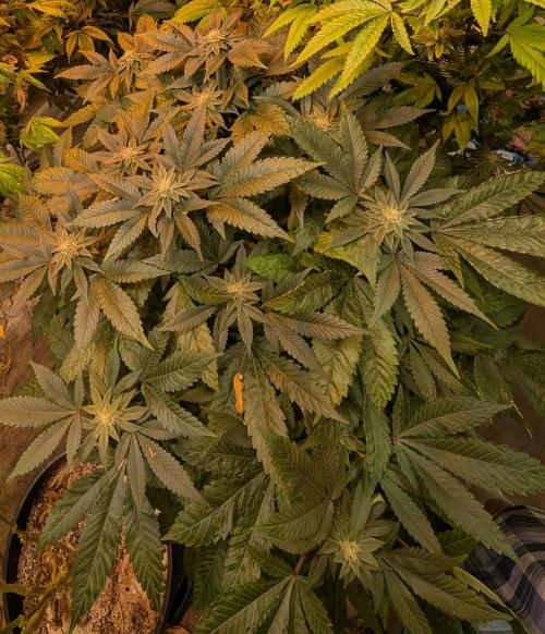 Apple Fritter. Week 22