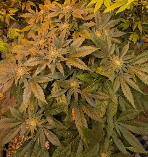 Apple Fritter. Week 22