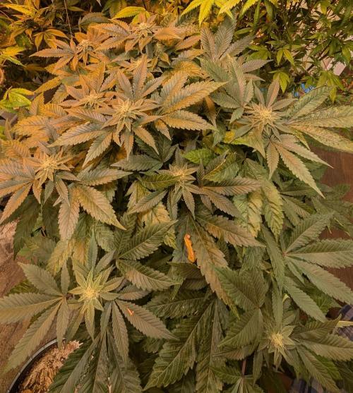 Apple Fritter. Week 22