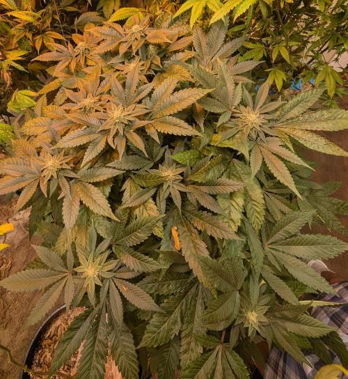 Apple Fritter. Week 22