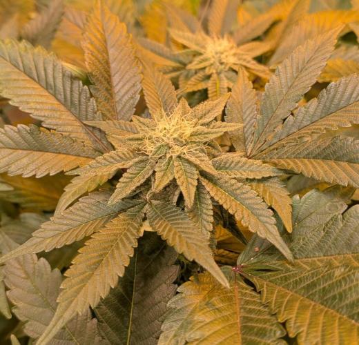 Apple Fritter. Week 22